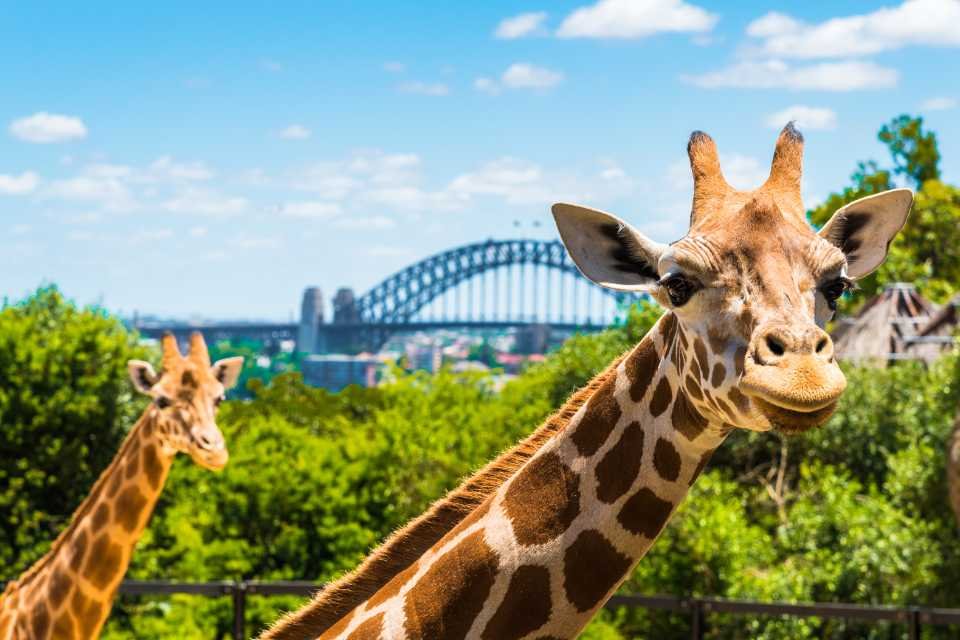 taronga-zoo-family-pass