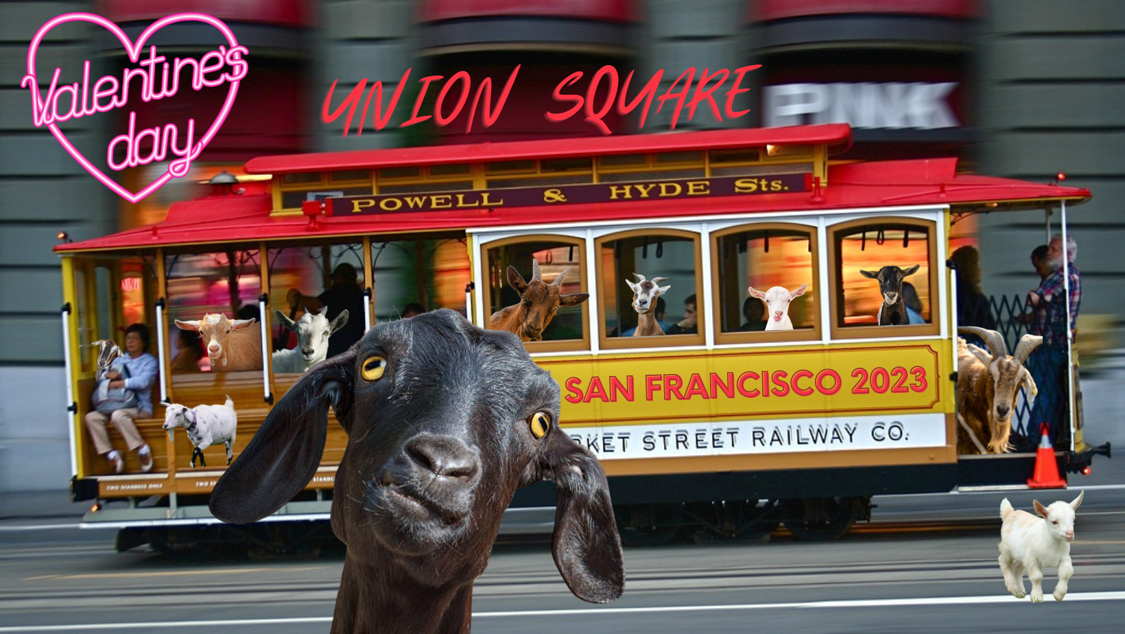 What To Know About SF's Valentine's Day Goat Fashion Show